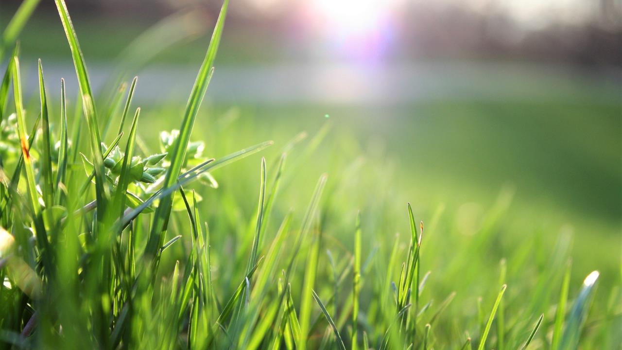 El momento del día donde debes regar el césped para mantenerlo siempre verde